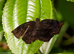 Achlyodes busirus