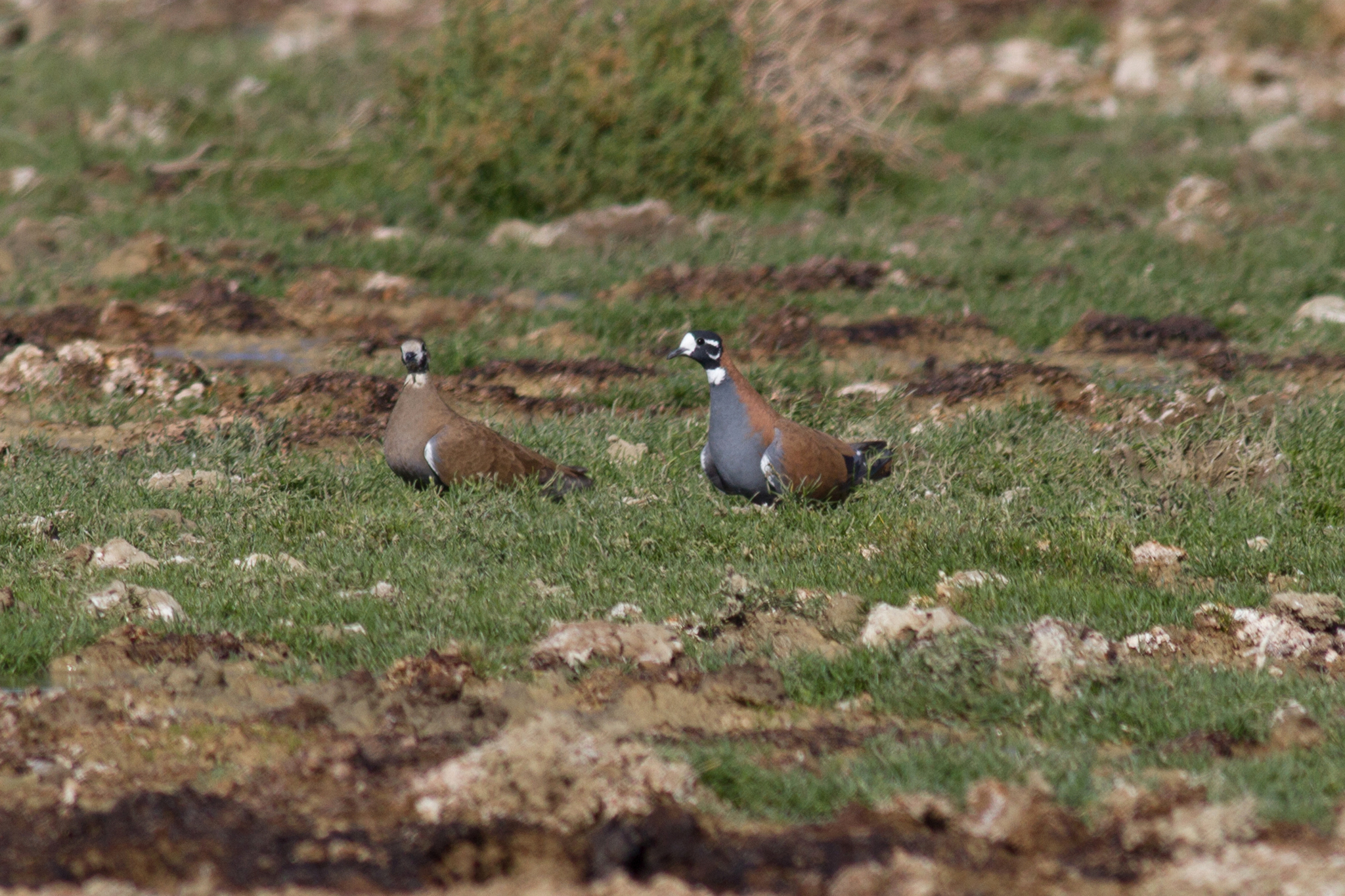 Flock Bronzewing (Phaps histrionica), photo 10