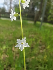 Lithophragma bolanderi