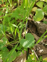 Lithophragma bolanderi