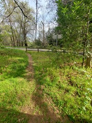 Lithophragma bolanderi