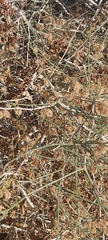 Calligonum comosum
