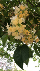 Crateva unilocularis