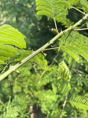 Senegalia schweinfurthii