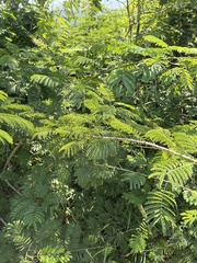 Senegalia schweinfurthii