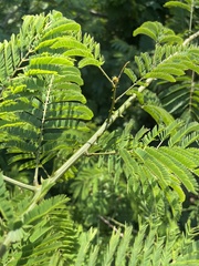 Senegalia schweinfurthii