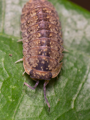 Armadillo intermixtus