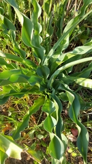 Chlorogalum pomeridianum