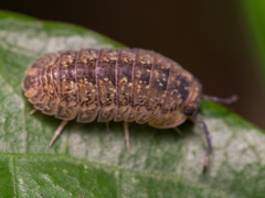 Armadillo intermixtus