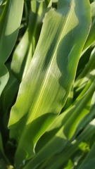 Chlorogalum pomeridianum