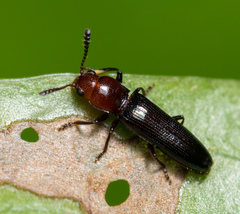 Languriinae