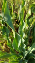 Chlorogalum pomeridianum