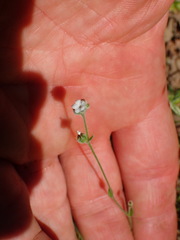Cryptantha clevelandii