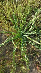 Chlorogalum pomeridianum