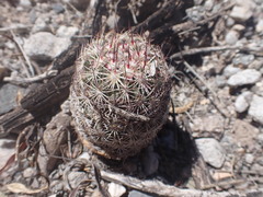 Echinomastus erectocentrus