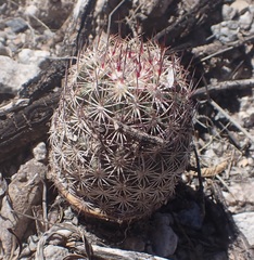 Echinomastus erectocentrus