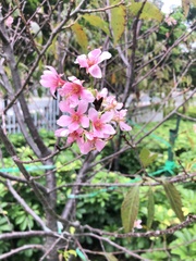 Prunus yunnanensis
