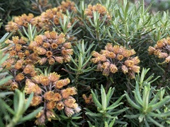 Helichrysum tenuifolium