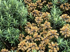 Helichrysum tenuifolium