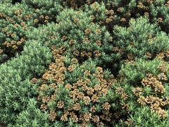Helichrysum tenuifolium