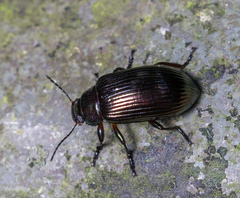 Ceropria induta