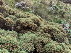 Helichrysum tenuifolium