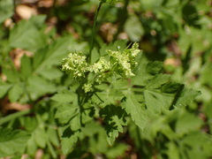 Osmorhiza brachypoda
