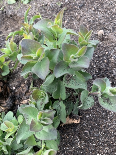 iNaturalist observation photo of Wishbone Bush