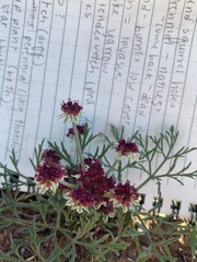 Lomatium hooveri