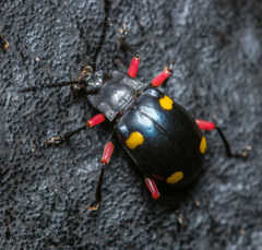 Eumorphus quadriguttatus