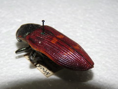 Temognatha