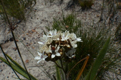 Corymbium villosum