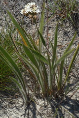 Corymbium villosum