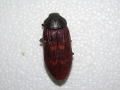 Temognatha