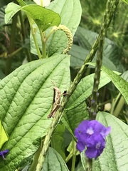 Saururus chinensis