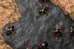 Eumorphus quadriguttatus