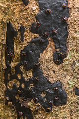 Eumorphus quadriguttatus