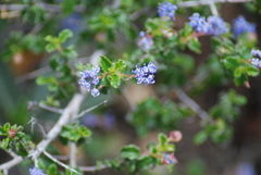 Ceanothus foliosus
