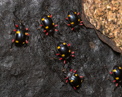 Eumorphus quadriguttatus