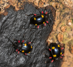 Eumorphus quadriguttatus