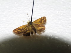 Taractrocera papyria agraulia