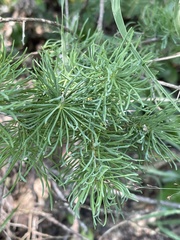 Asparagus lynetteae