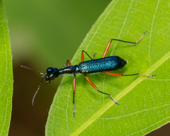 Neocollyris
