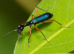 Neocollyris