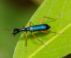 Neocollyris