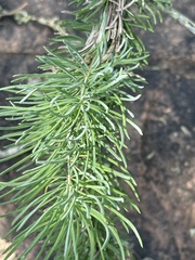 Asparagus lynetteae