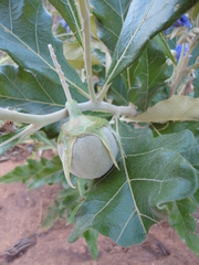 Solanum lycocarpum