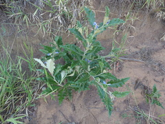 Solanum lycocarpum