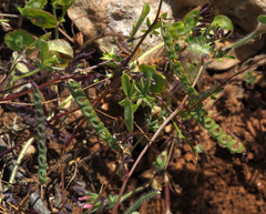 Hippocrepis unisiliquosa