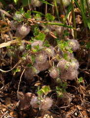 Trifolium pilulare
